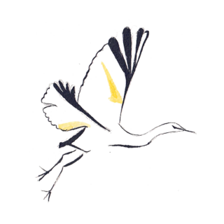illustration-aigrette https://www.lagondebrehec.bzh/wp-content/uploads/2022/07/illustration-aigrette-320x320.png