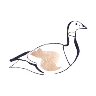 illustration-bernarche-cravant https://www.lagondebrehec.bzh/wp-content/uploads/2022/07/illustration-bernarche-cravant-320x320.png