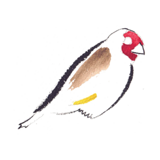 illustration-chardonneret https://www.lagondebrehec.bzh/wp-content/uploads/2022/07/illustration-chardonneret-320x320.png